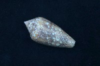 藏品(芋螺)的圖片